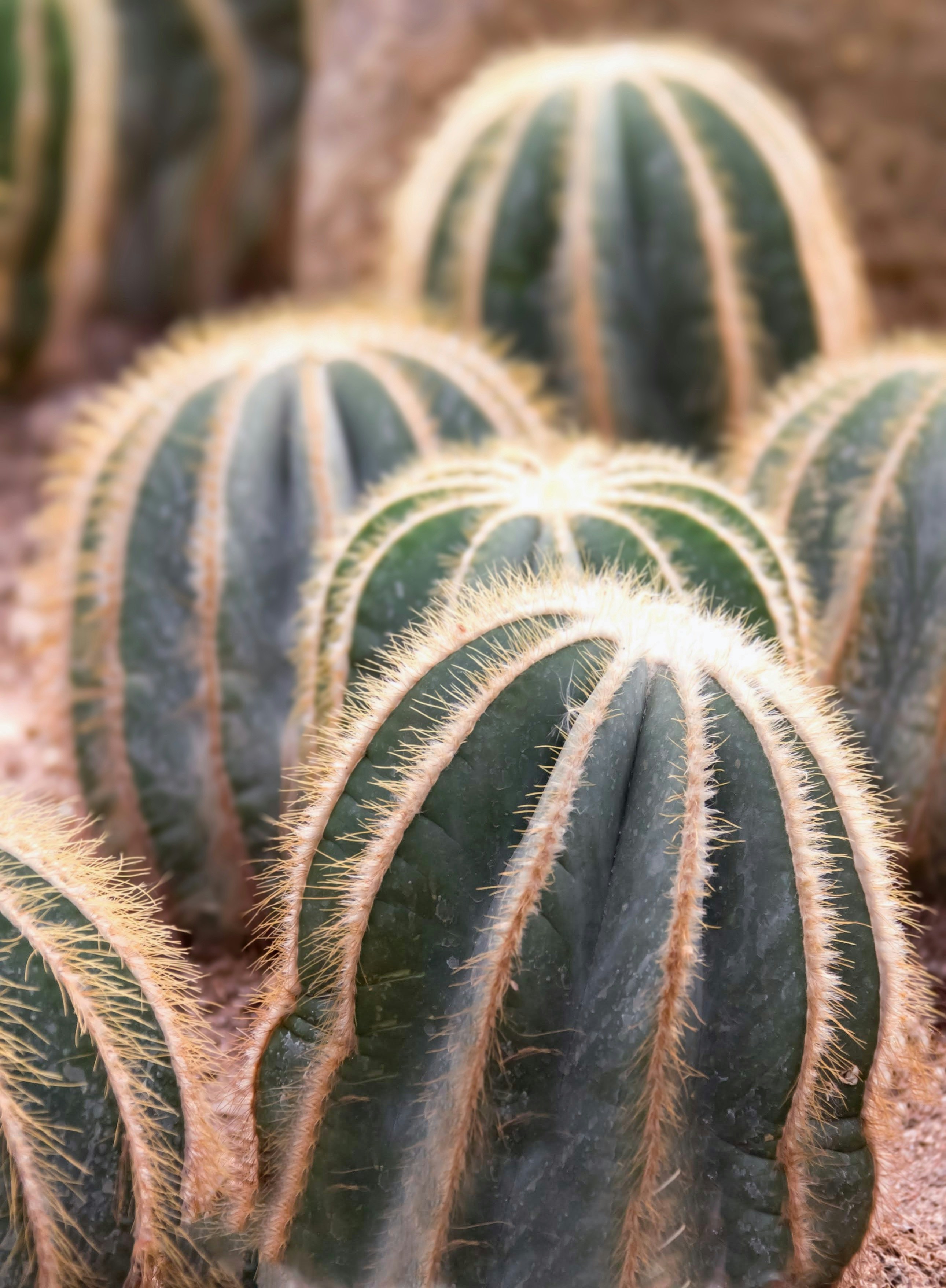 a group of green cactus plants in a field