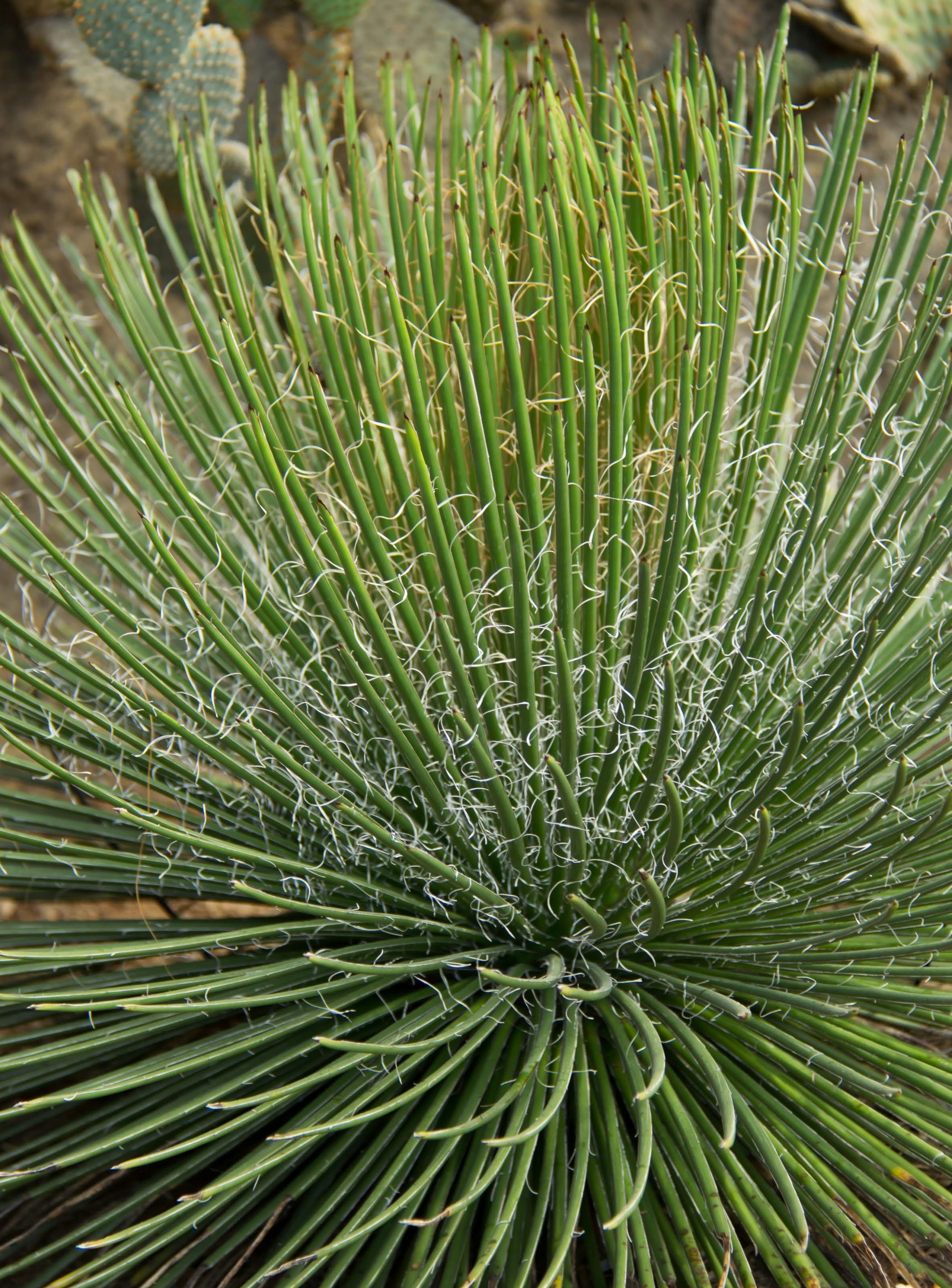 a close up of a green plant with lots of leaves