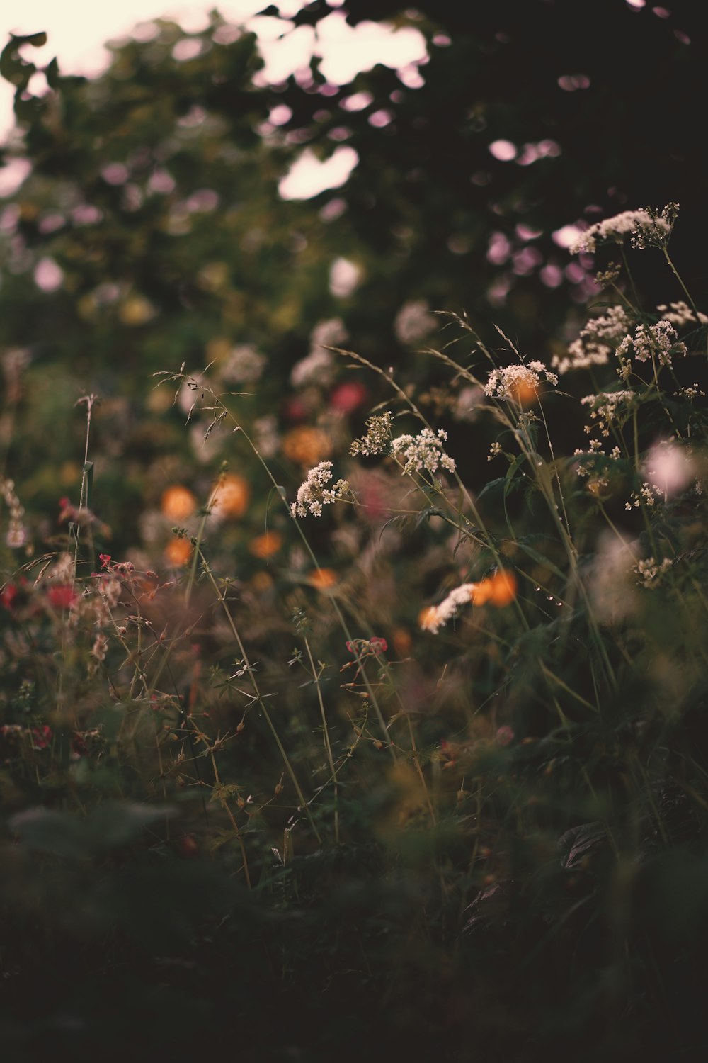 a field full of wildflowers with trees in the background