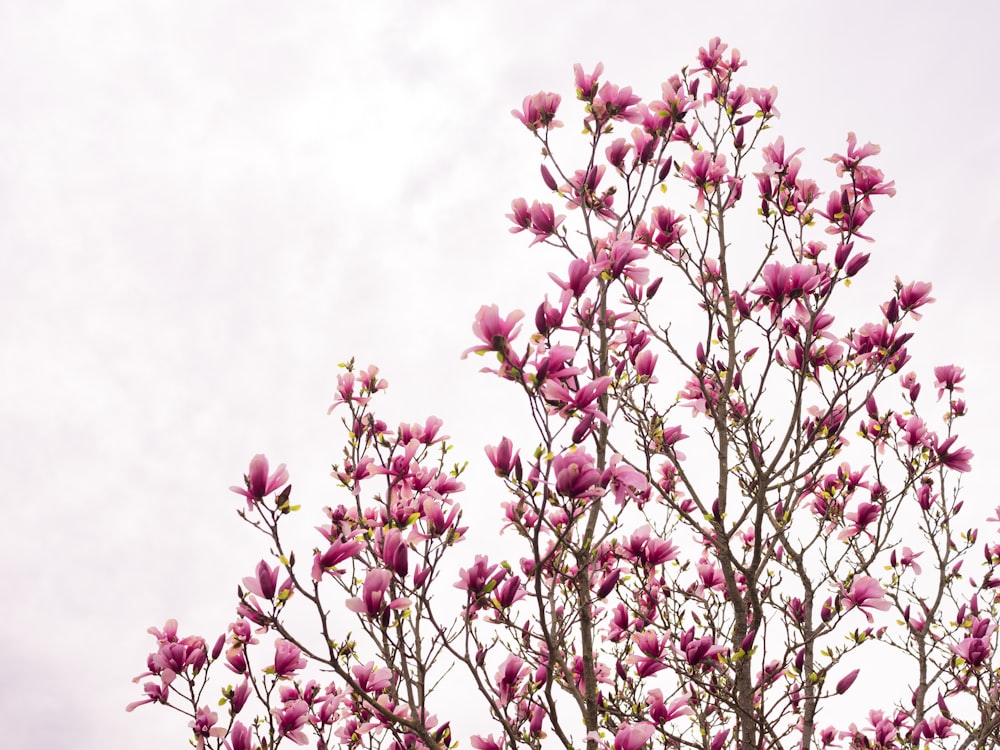 a pink flower on a plant