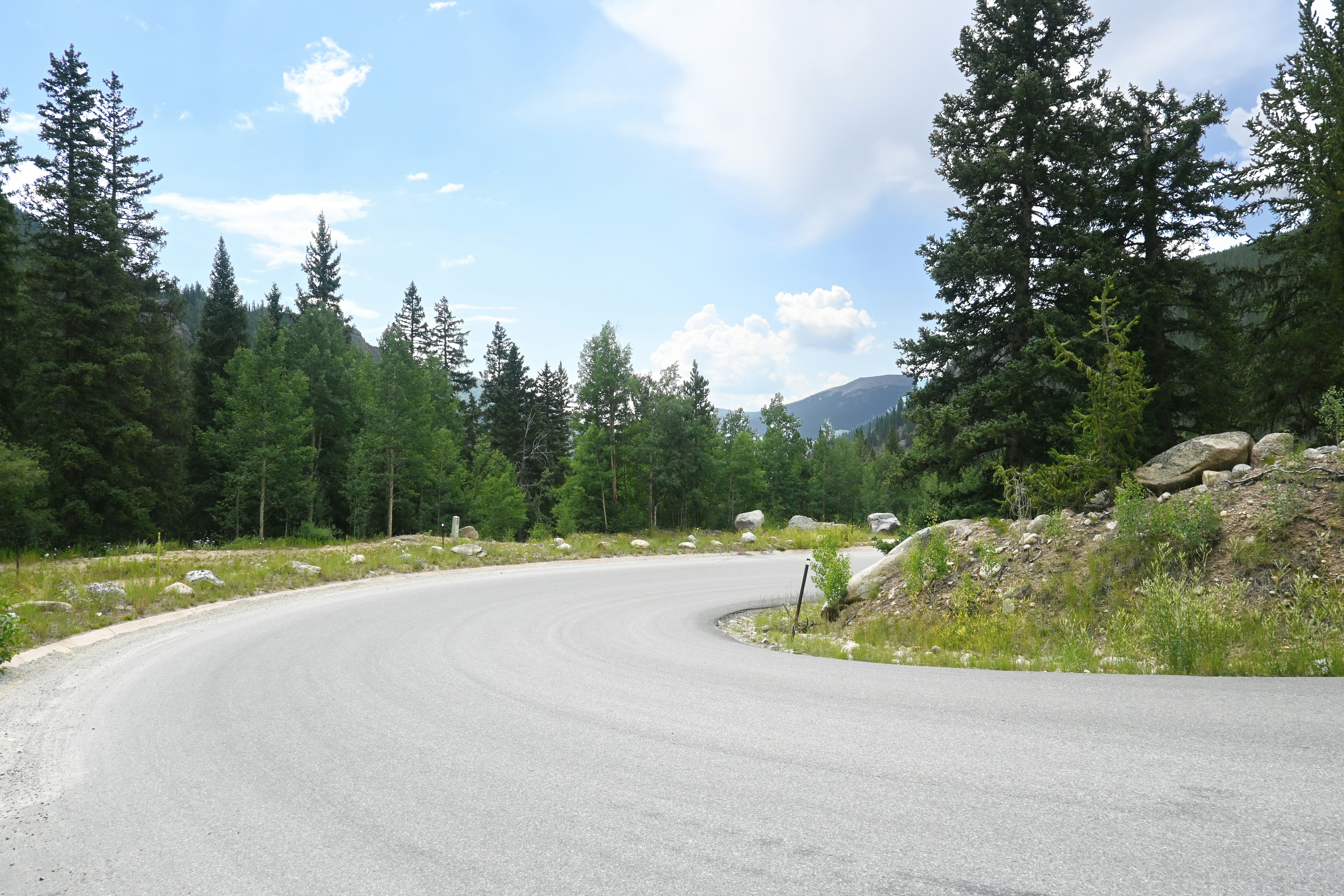 a curved road in the middle of a forest