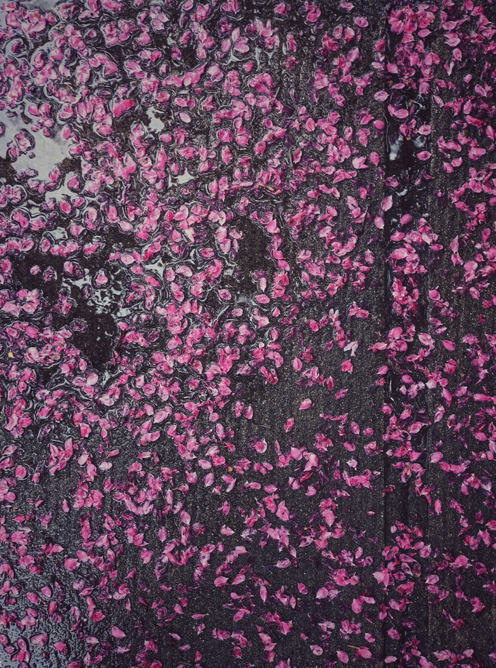a black and pink background with lots of pink flowers