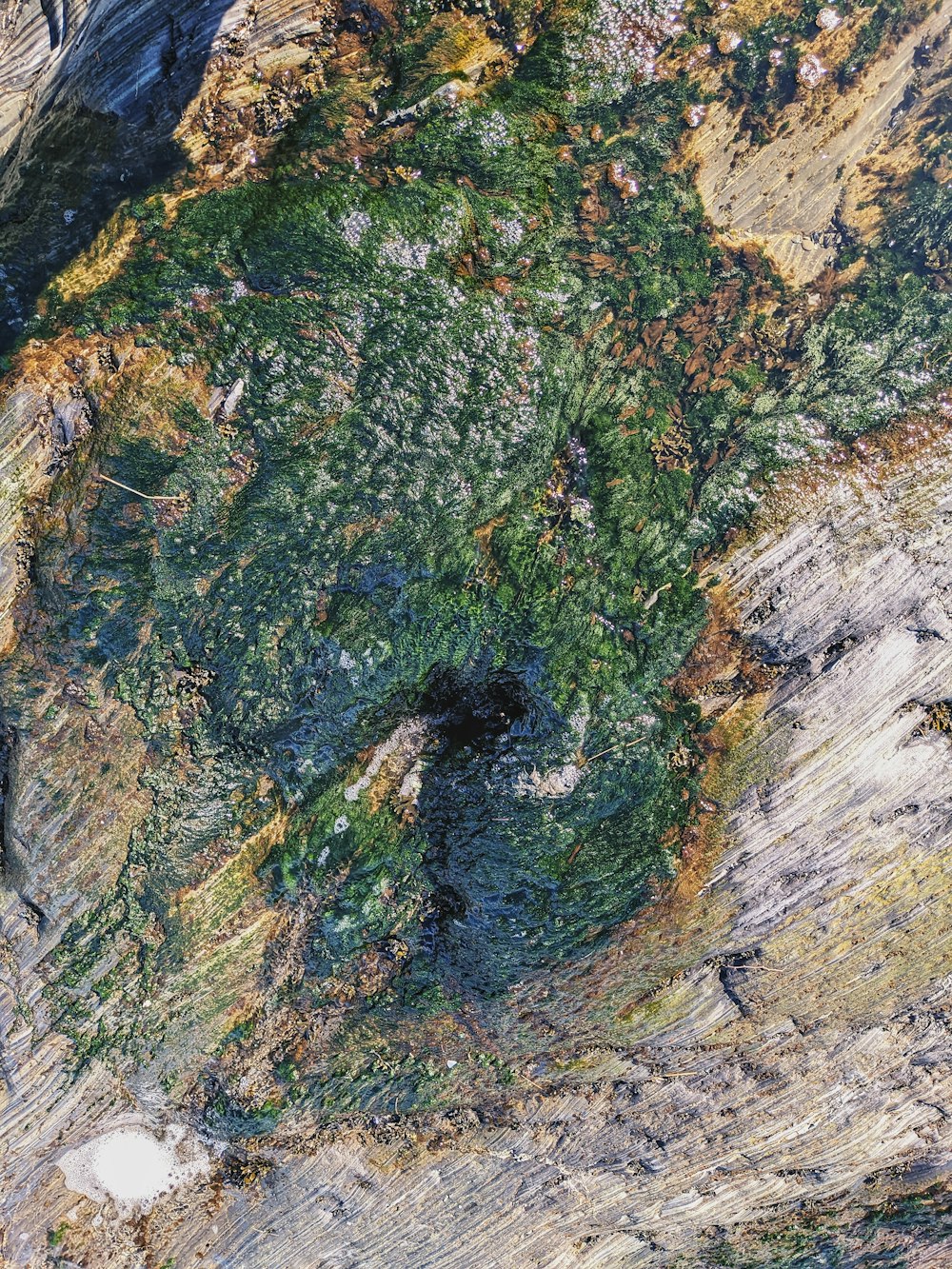 a close up of a tree trunk with moss growing on it