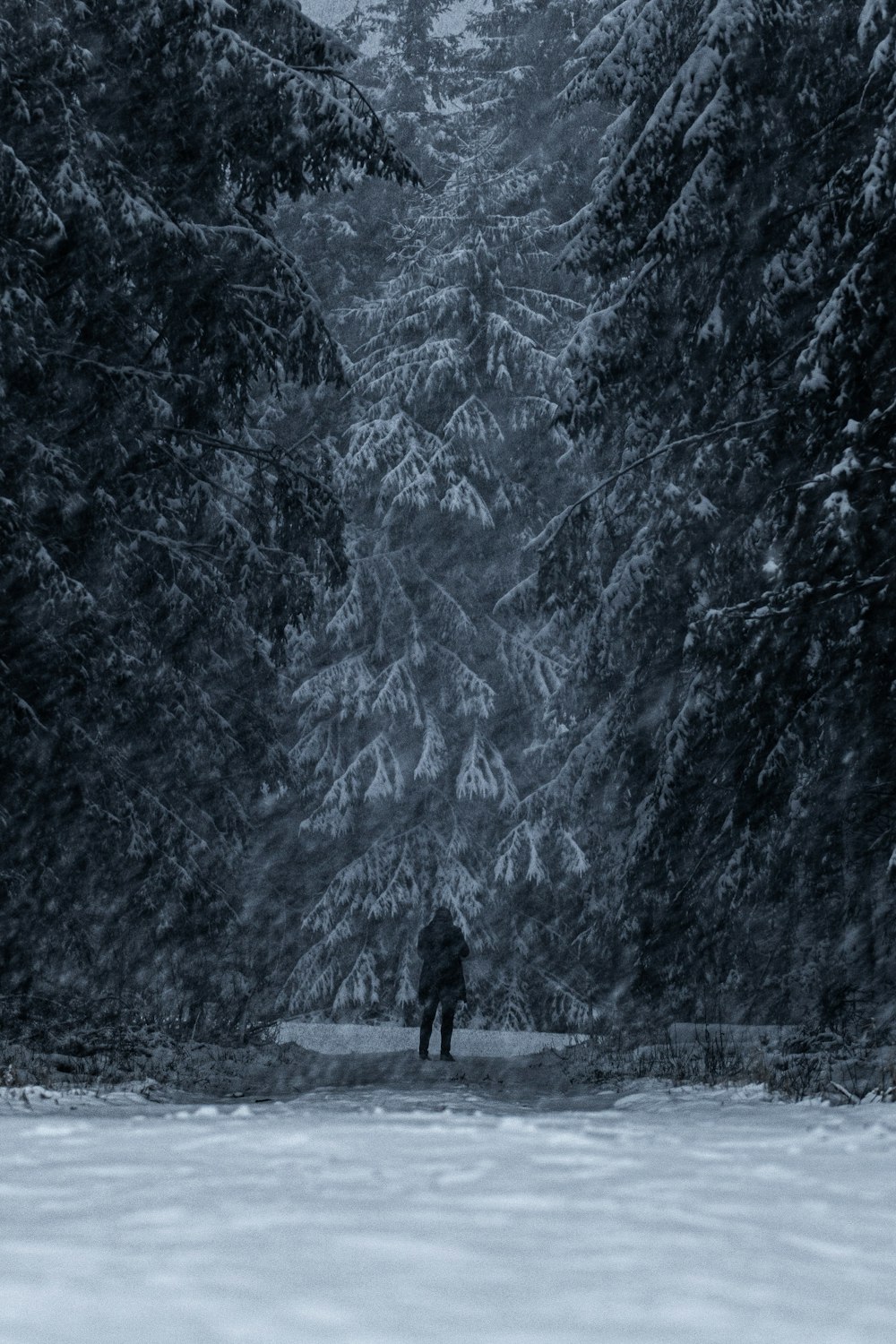 a person standing in the middle of a snowy forest