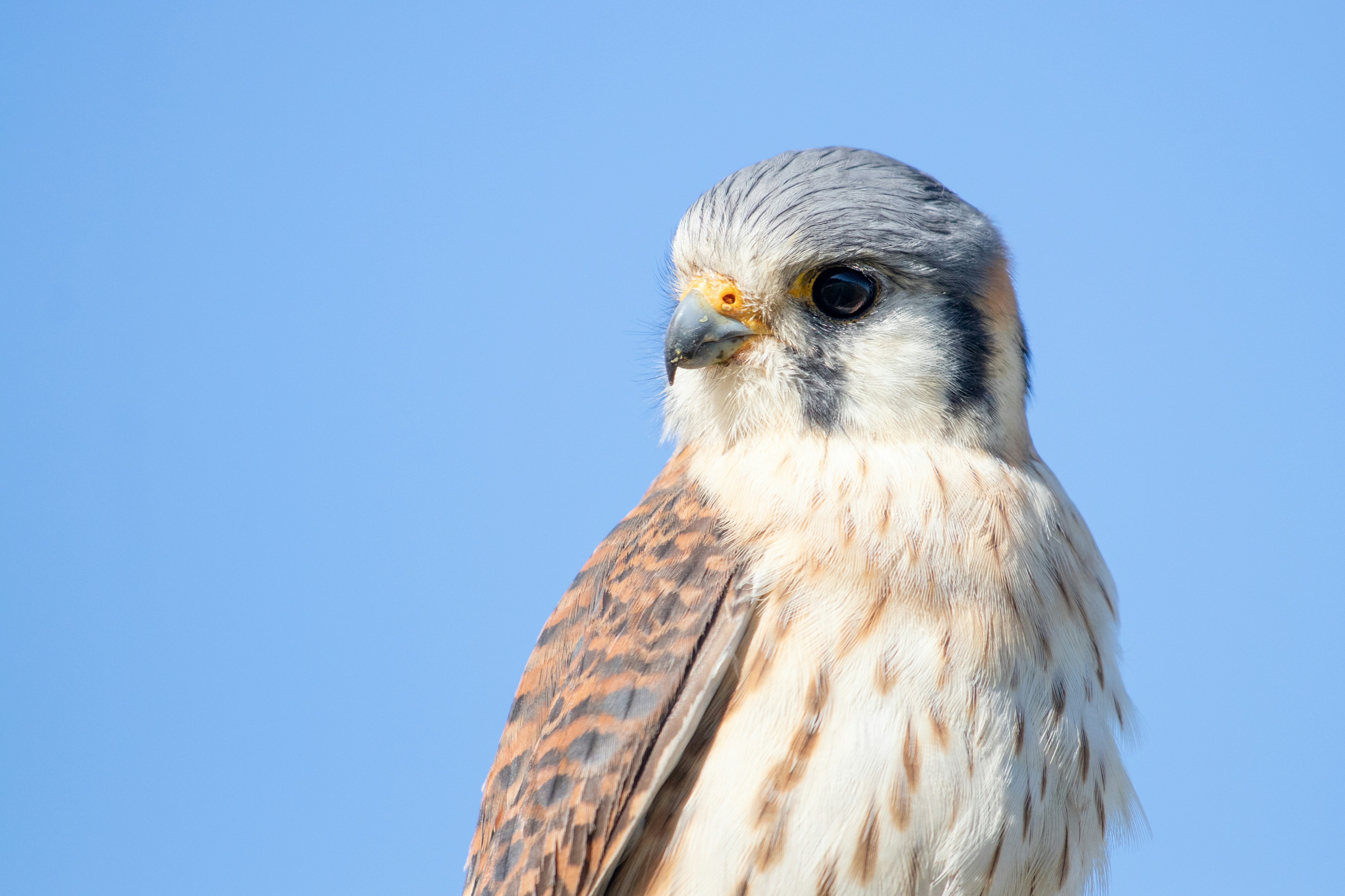 Photo by sonianadales