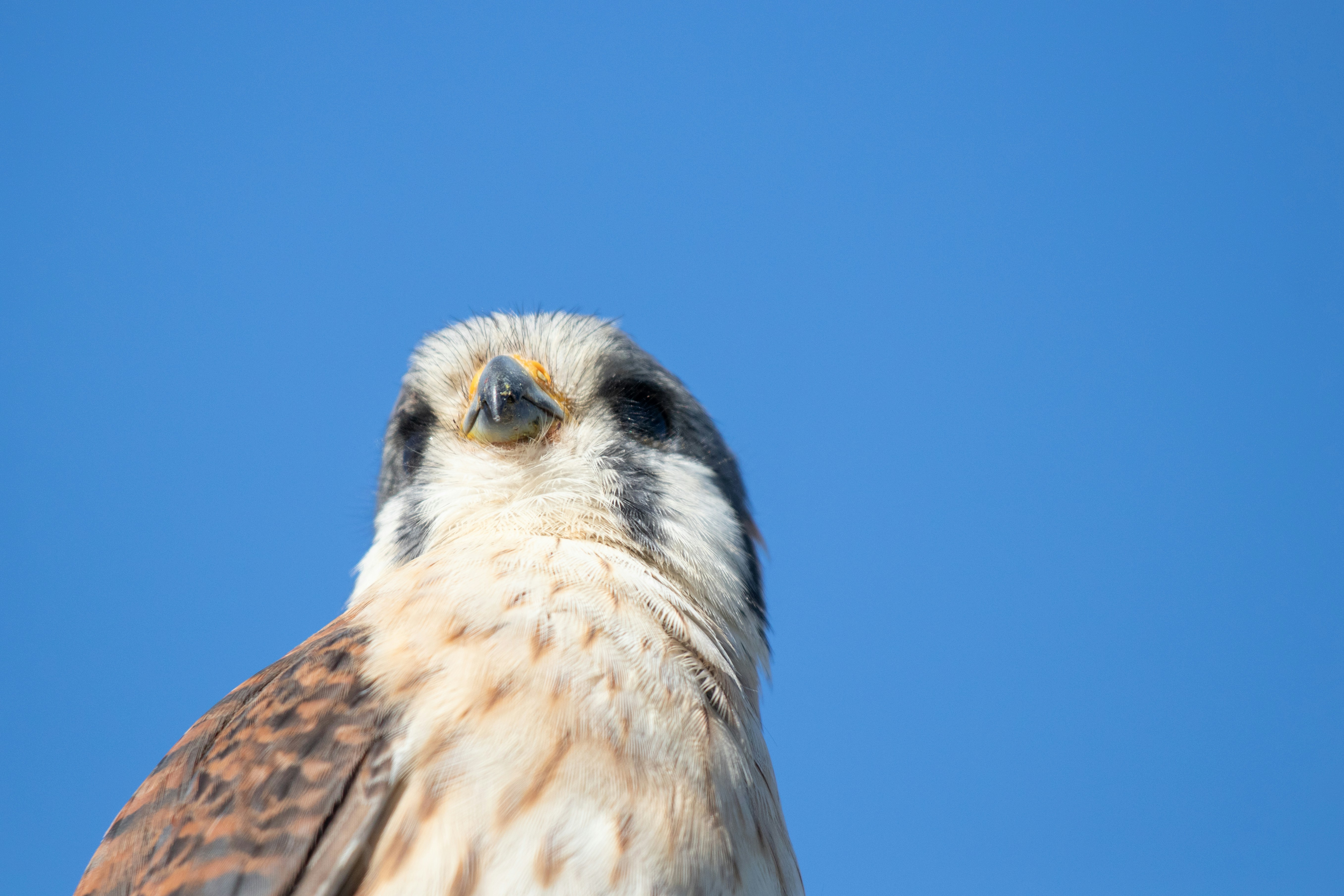 Photo by sonianadales