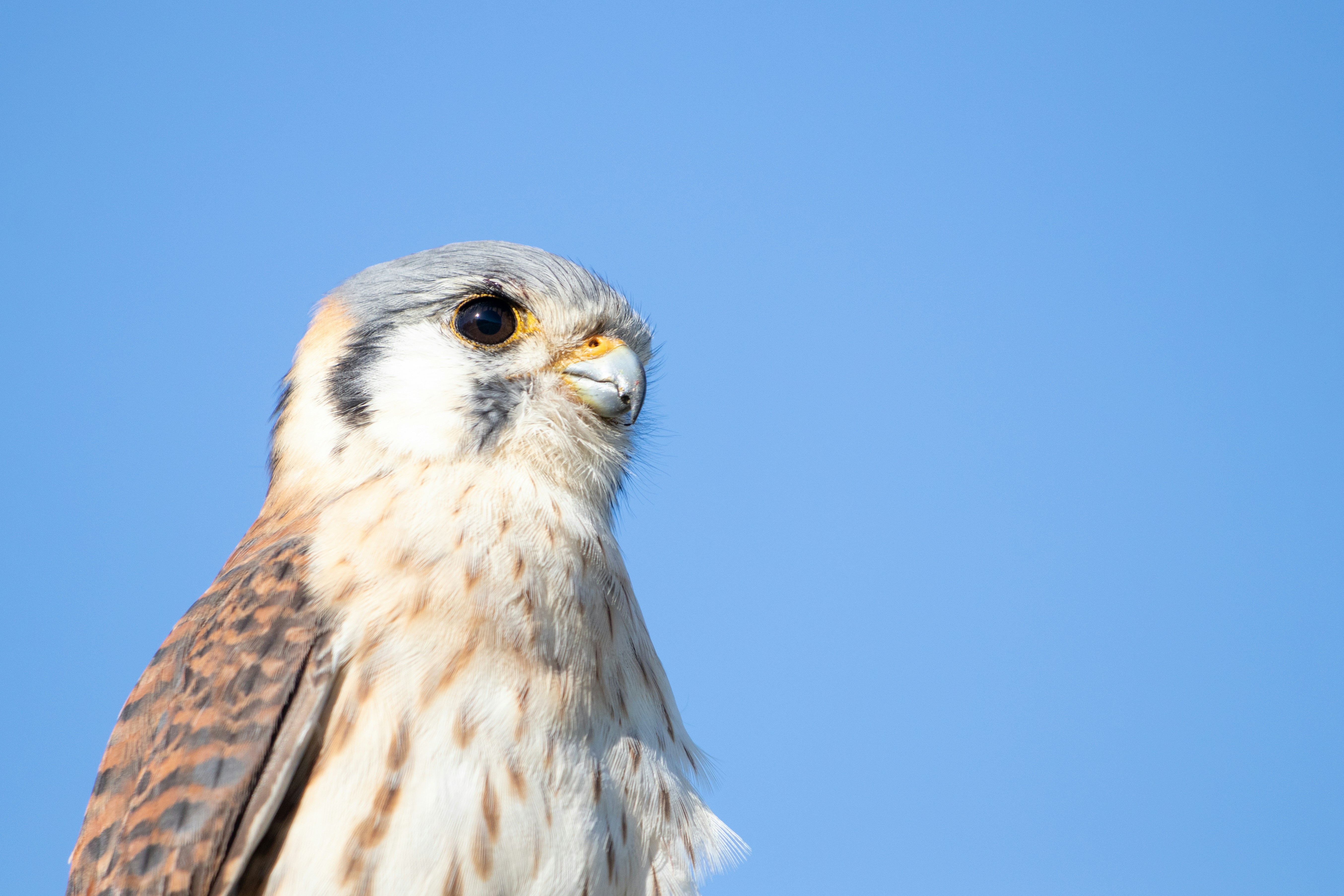 Photo by sonianadales