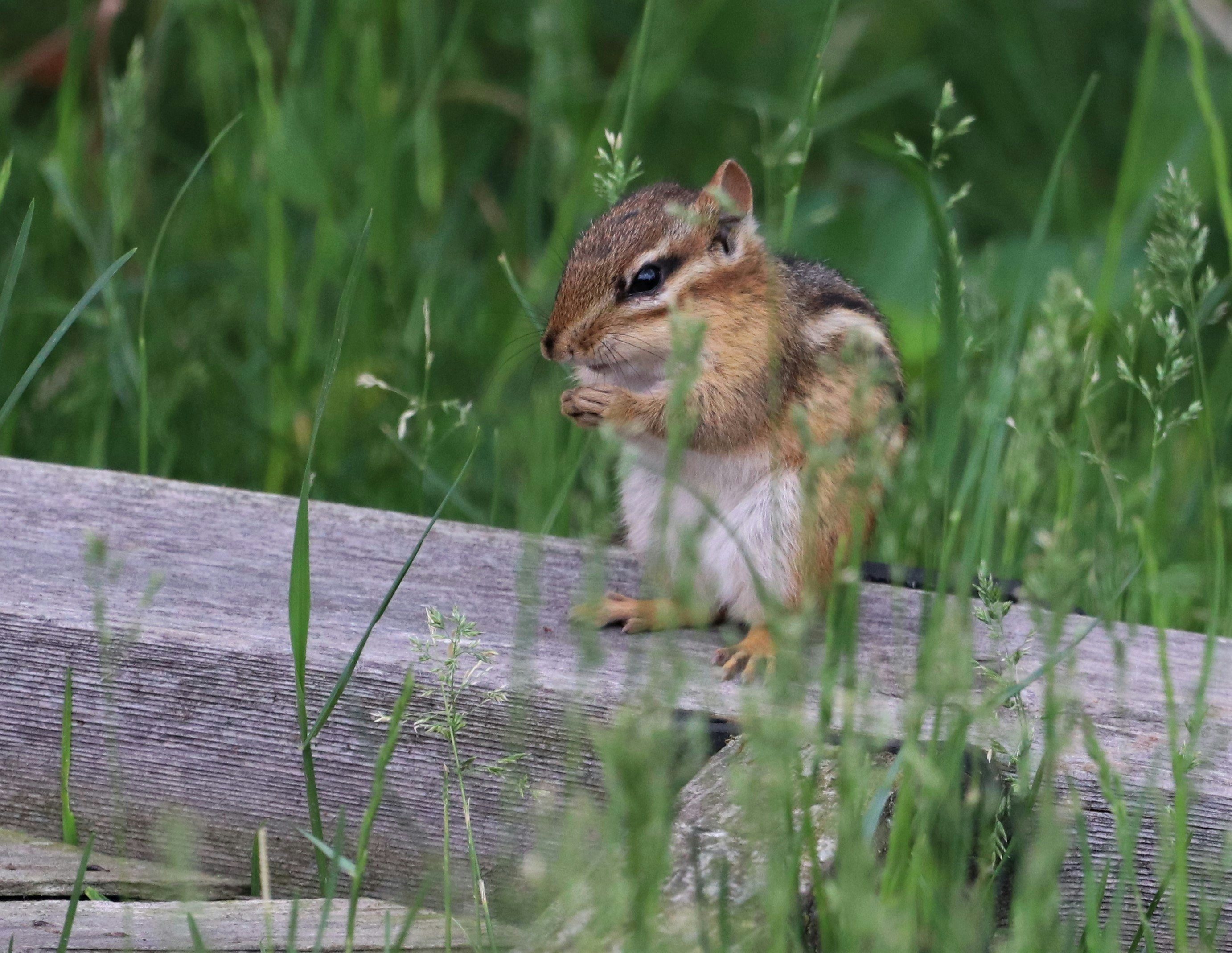 Why Your Local Restaurant Reflects Global Politics