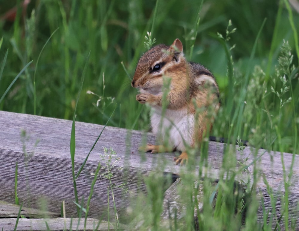 a small squirrel sitting on top of a wooden fence