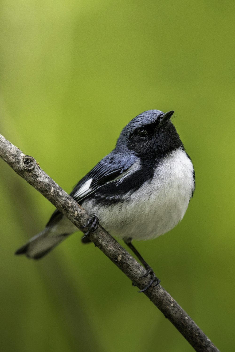 a small black and white bird sitting on a branch