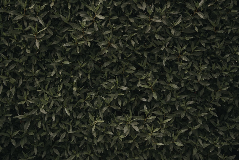 a close up of a bush with green leaves