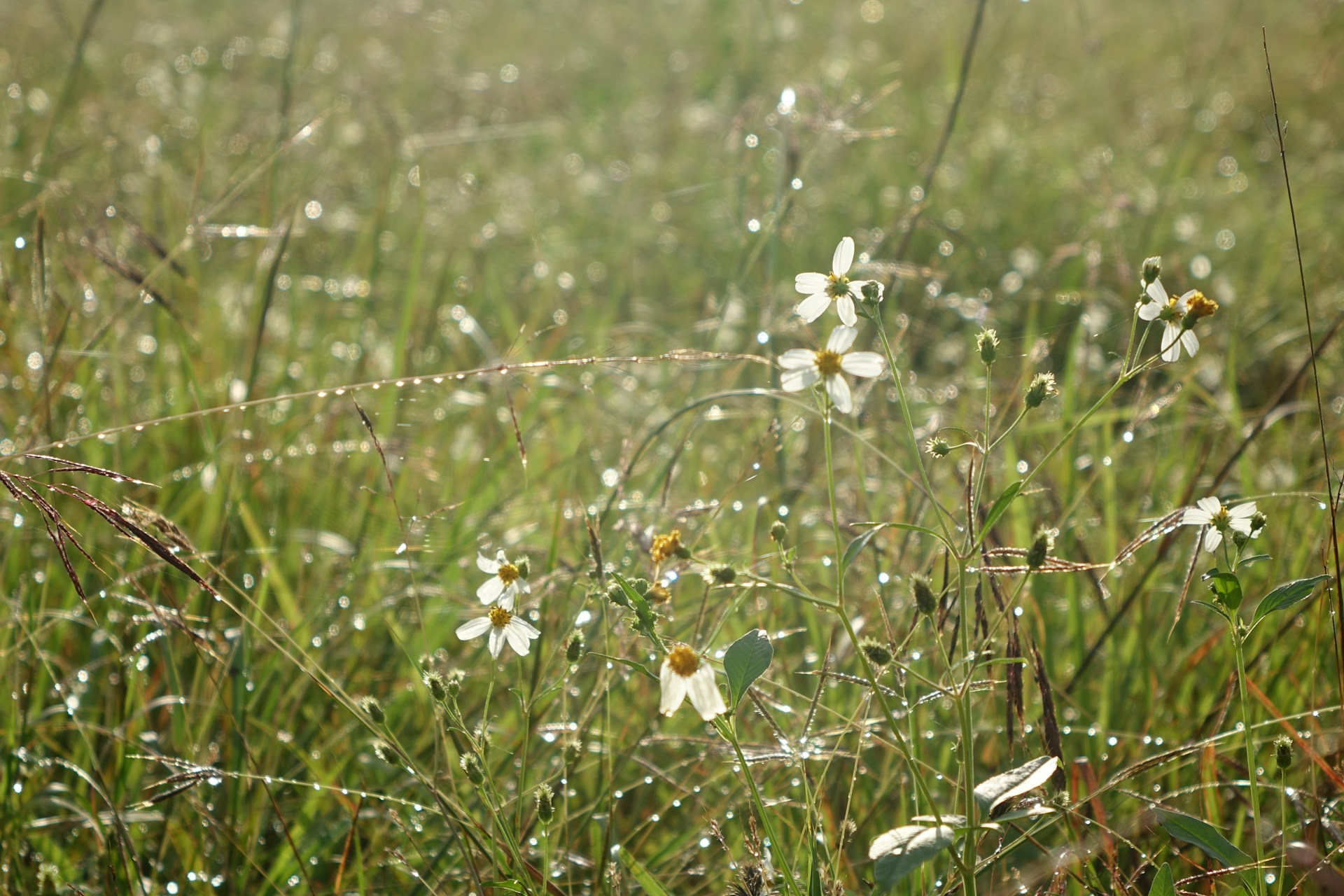 Close-up of colorful wildflowers blooming in a sunlit meadow, petals glistening with morning dew.