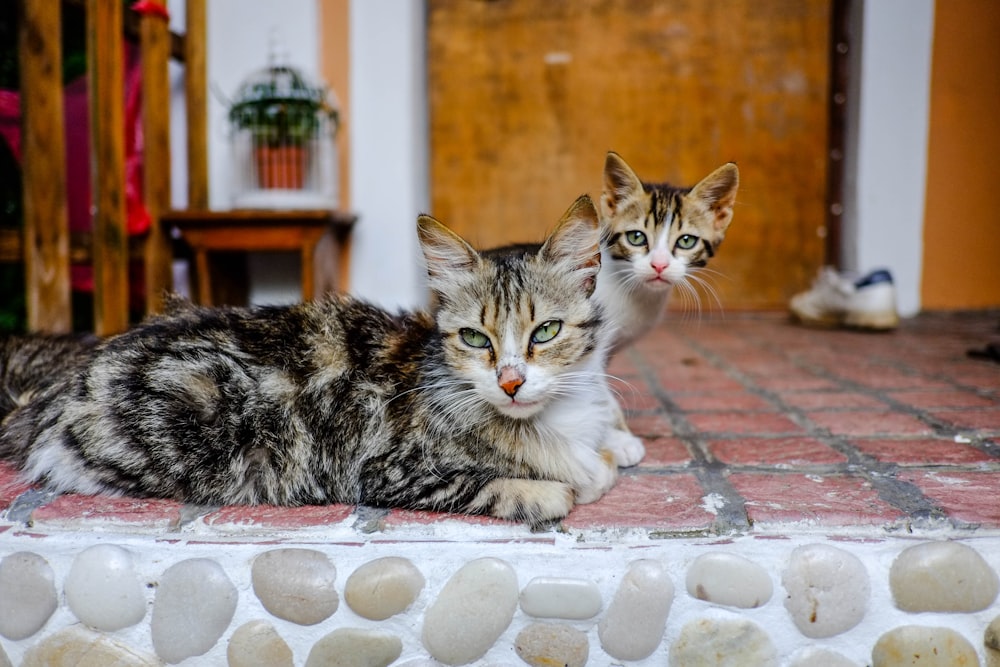 a couple of cats laying on top of a brick floor