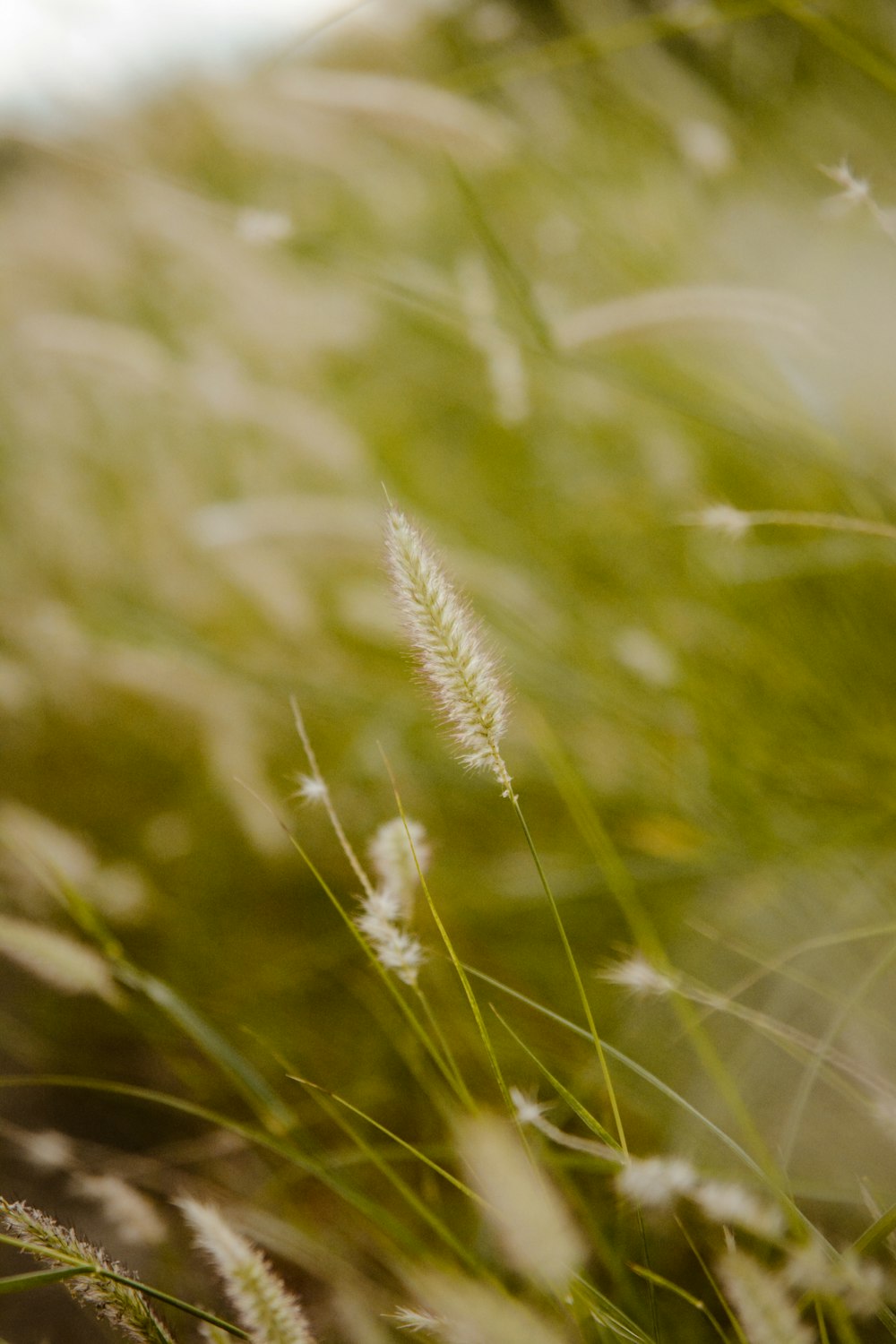 a close up of some grass with a sky background