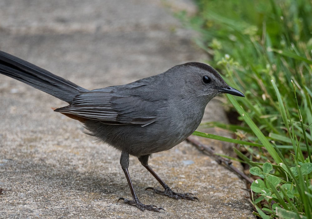 a small gray bird standing on top of a sidewalk
