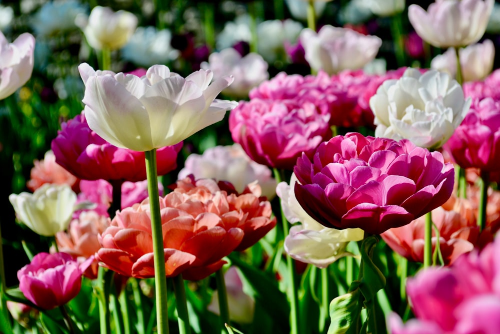 a field full of colorful flowers with lots of pink and white flowers