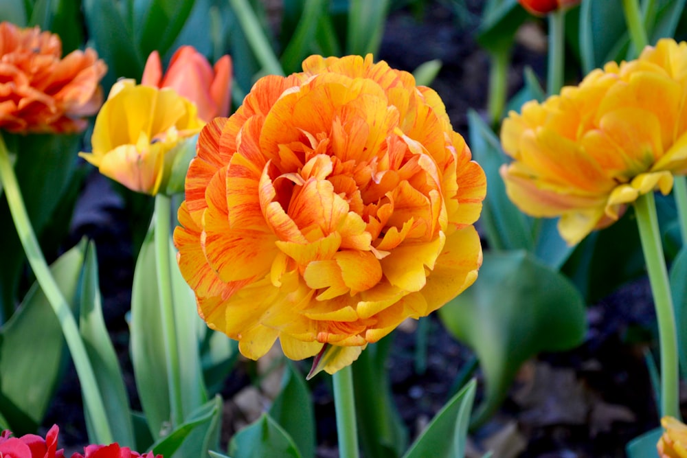 a group of orange and yellow flowers in a garden