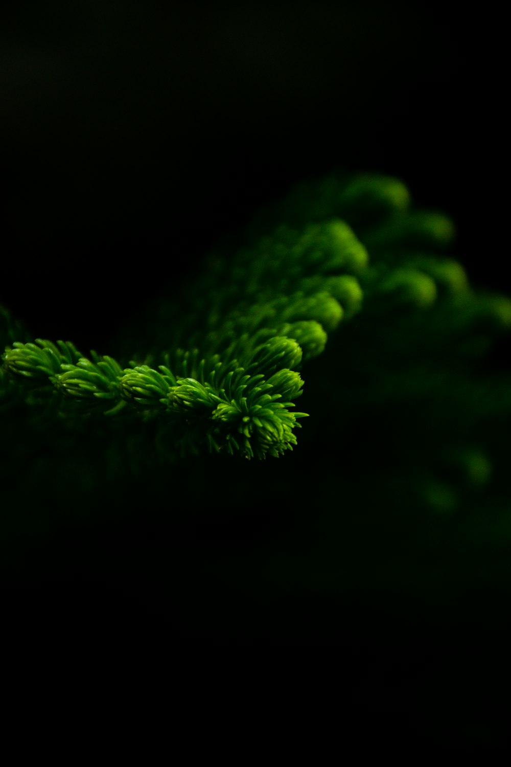 a close up of a green tree branch