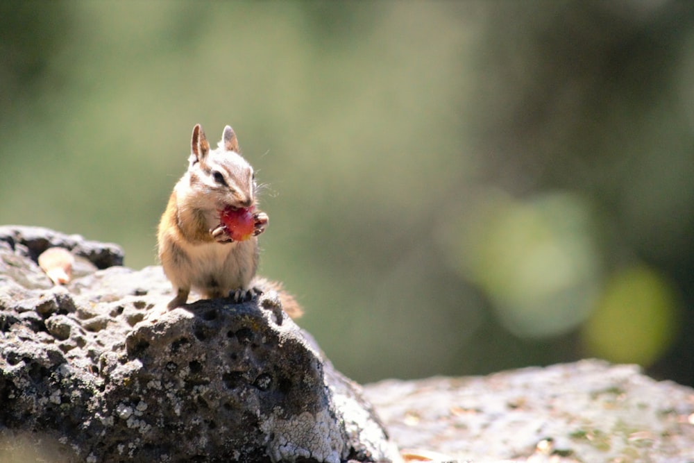 un piccolo scoiattolo seduto sulla cima di una roccia