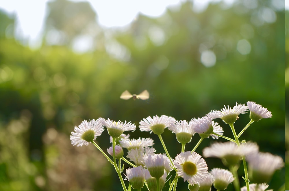 a bunch of white flowers in a field