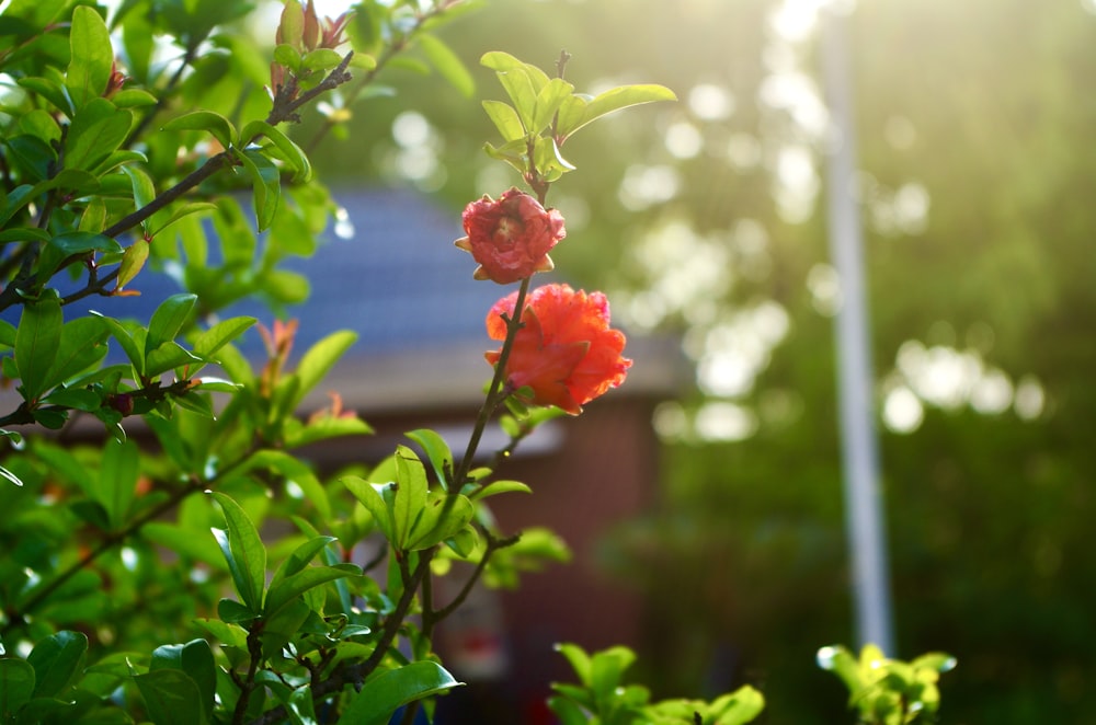 a red flower is blooming on a tree branch