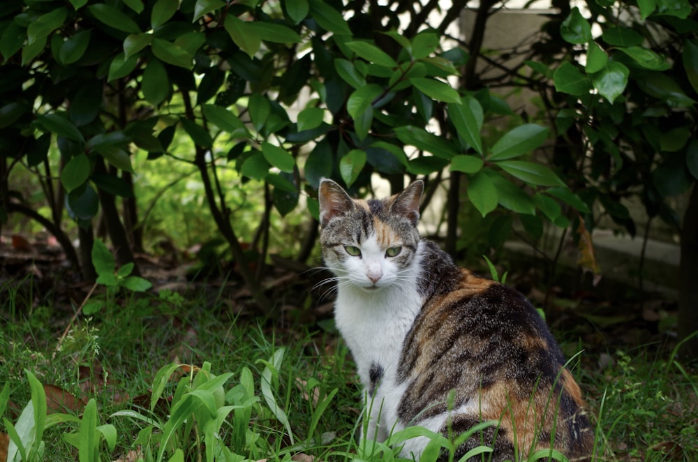 a cat sitting in the grass near some bushes