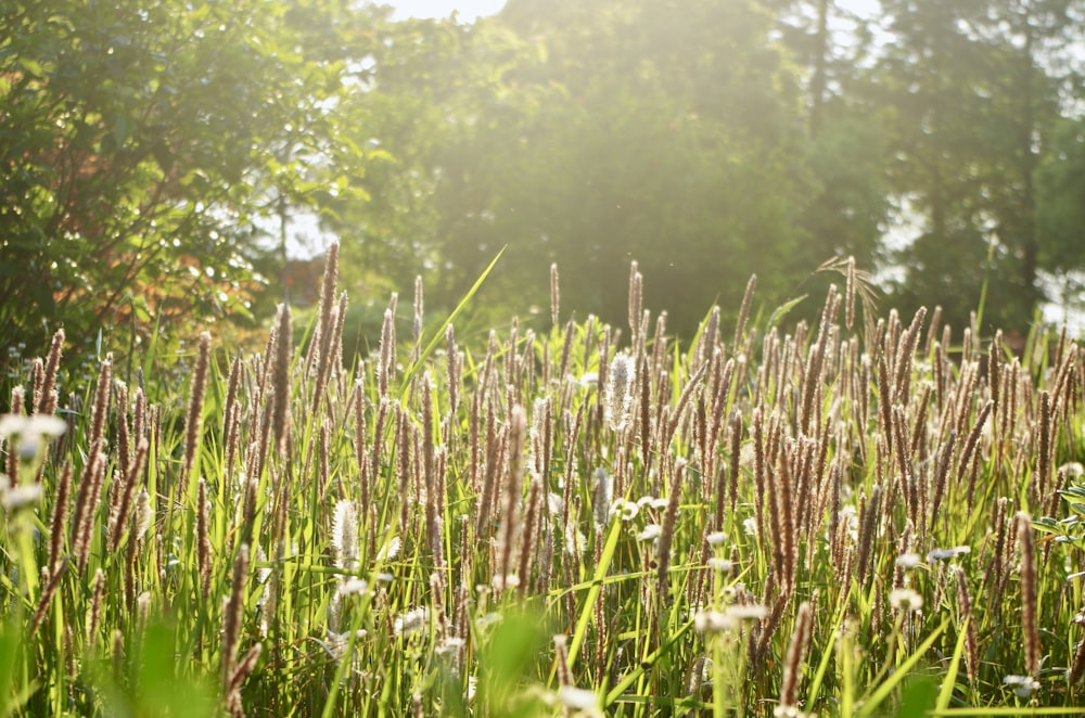 a field of tall grass with trees in the background