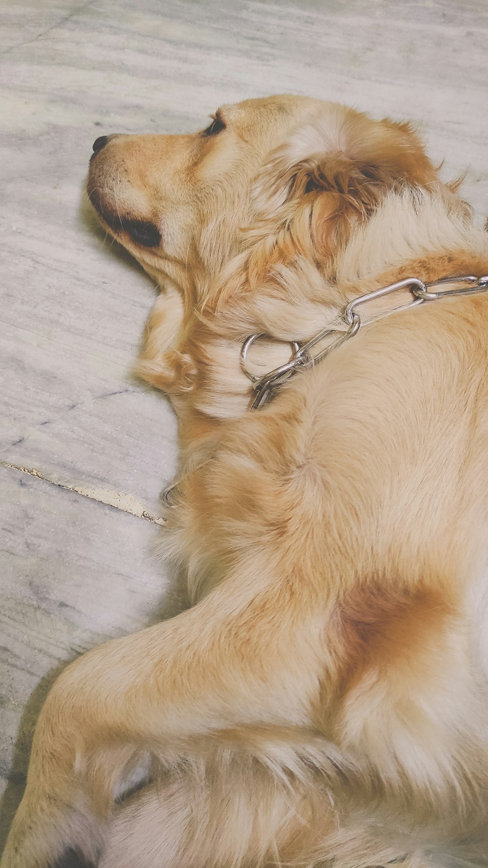 a dog is laying on the floor with its head on a leash