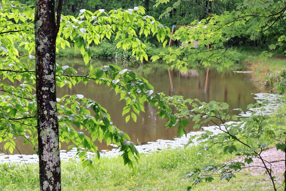 a small pond surrounded by trees and grass