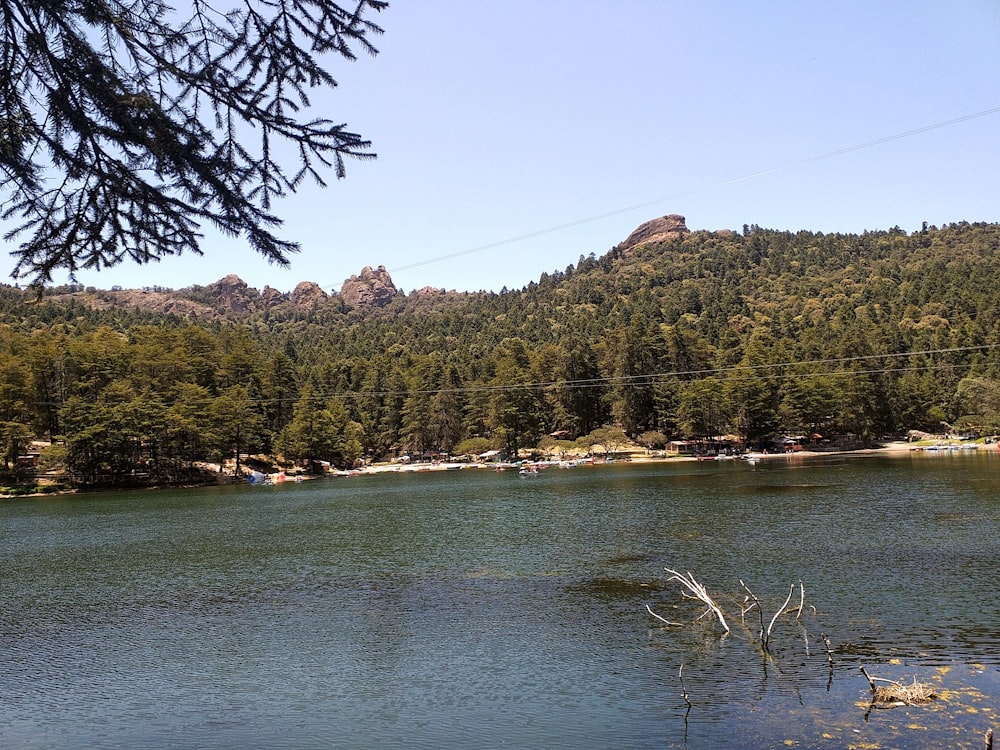 a body of water surrounded by a forest