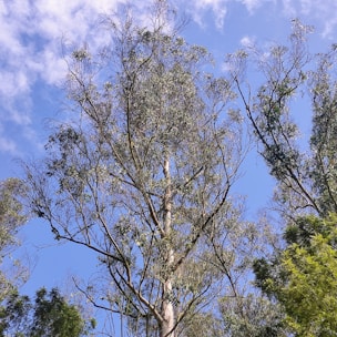 Tall eucalyptus trees with slender branches and sparse foliage extend upwards against a bright blue sky. Wispy clouds are scattered lightly across the background, and the light green and yellow leaves are illuminated by sunlight.