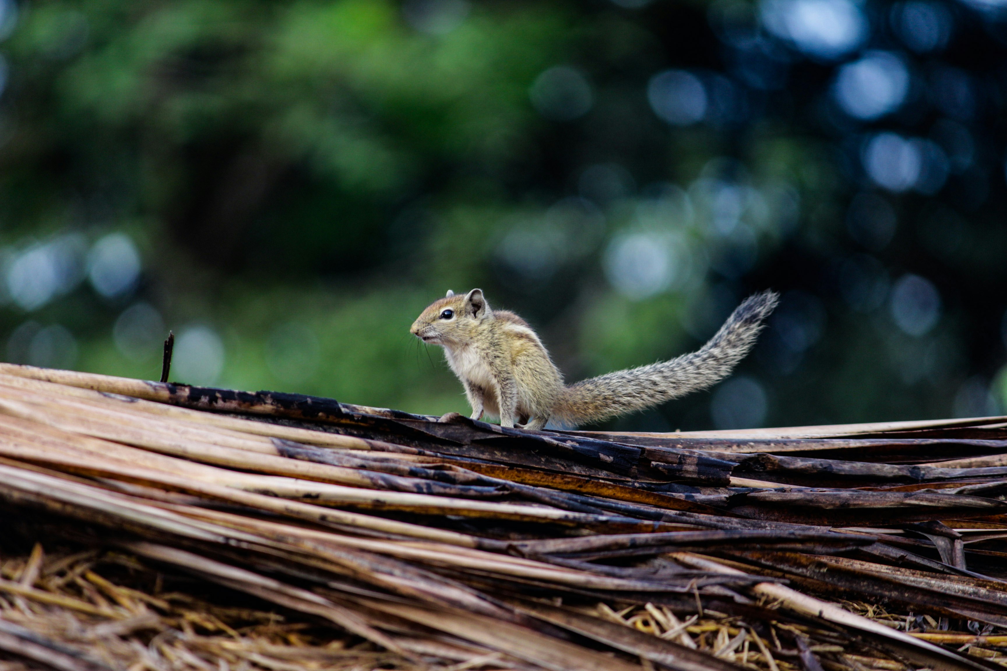 Thanjavur, India - None