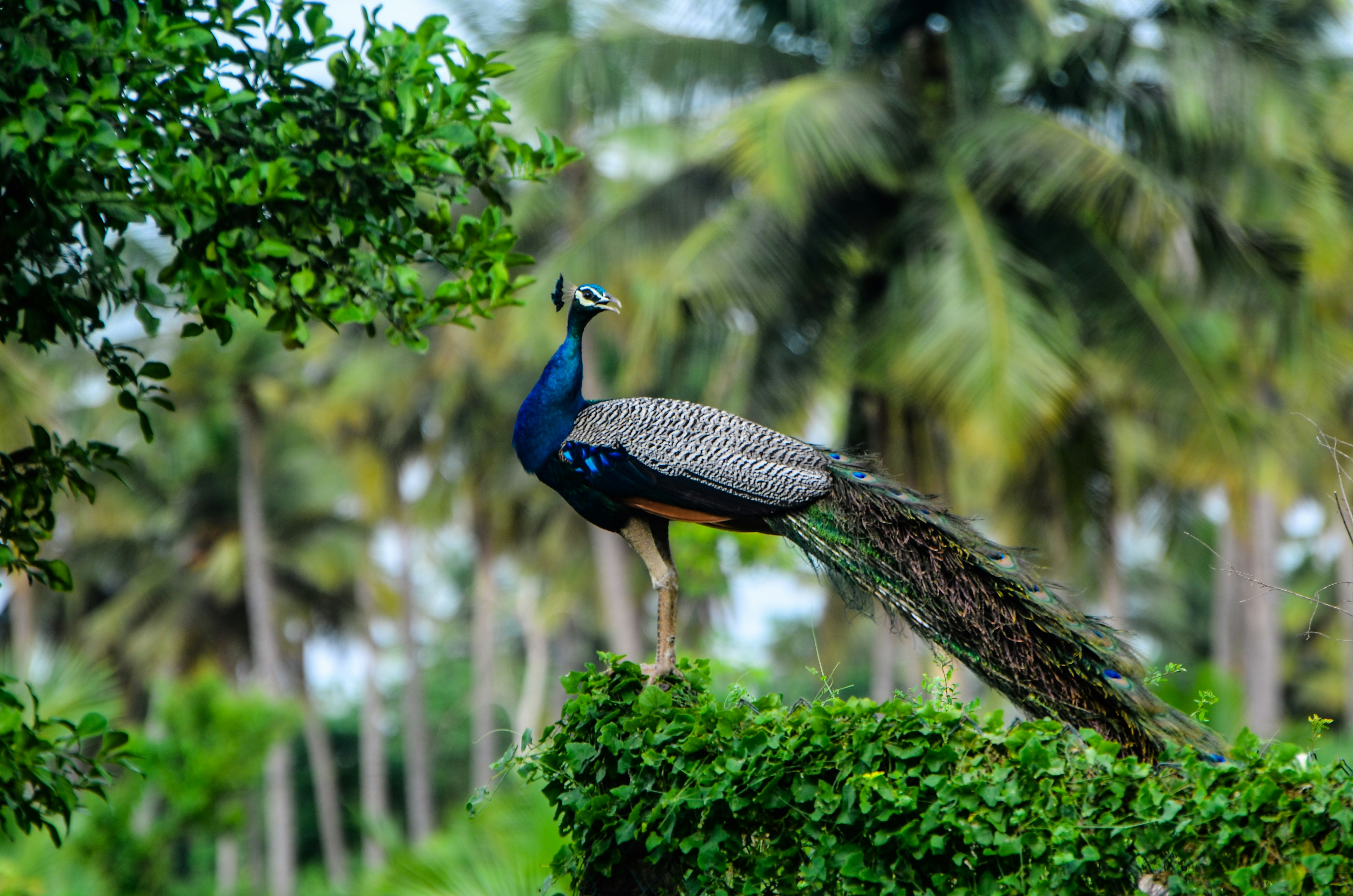 Photo by ramkumar810