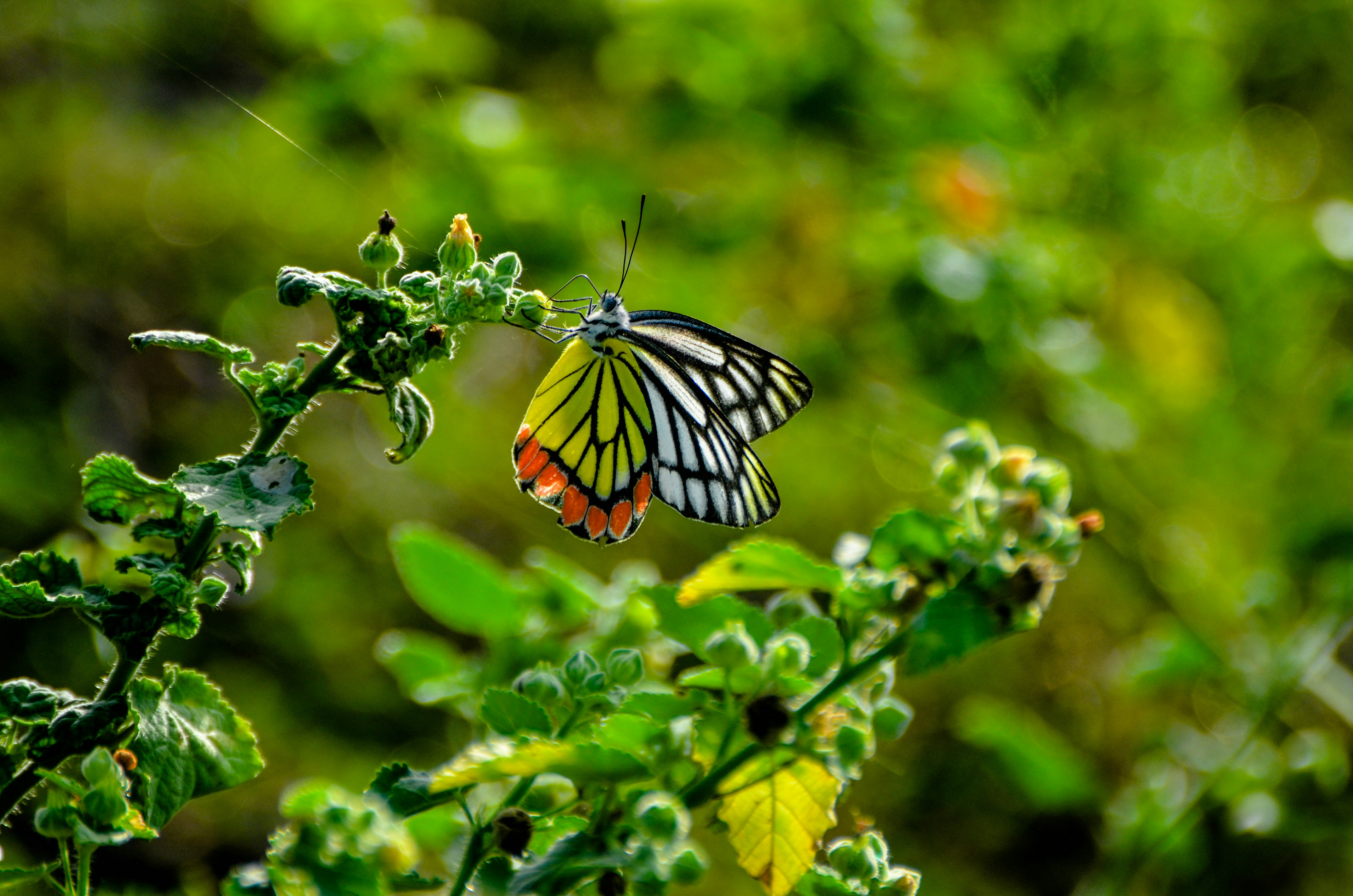 Photo by ramkumar810