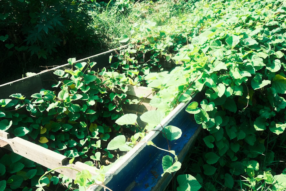 a wooden box filled with lots of green plants