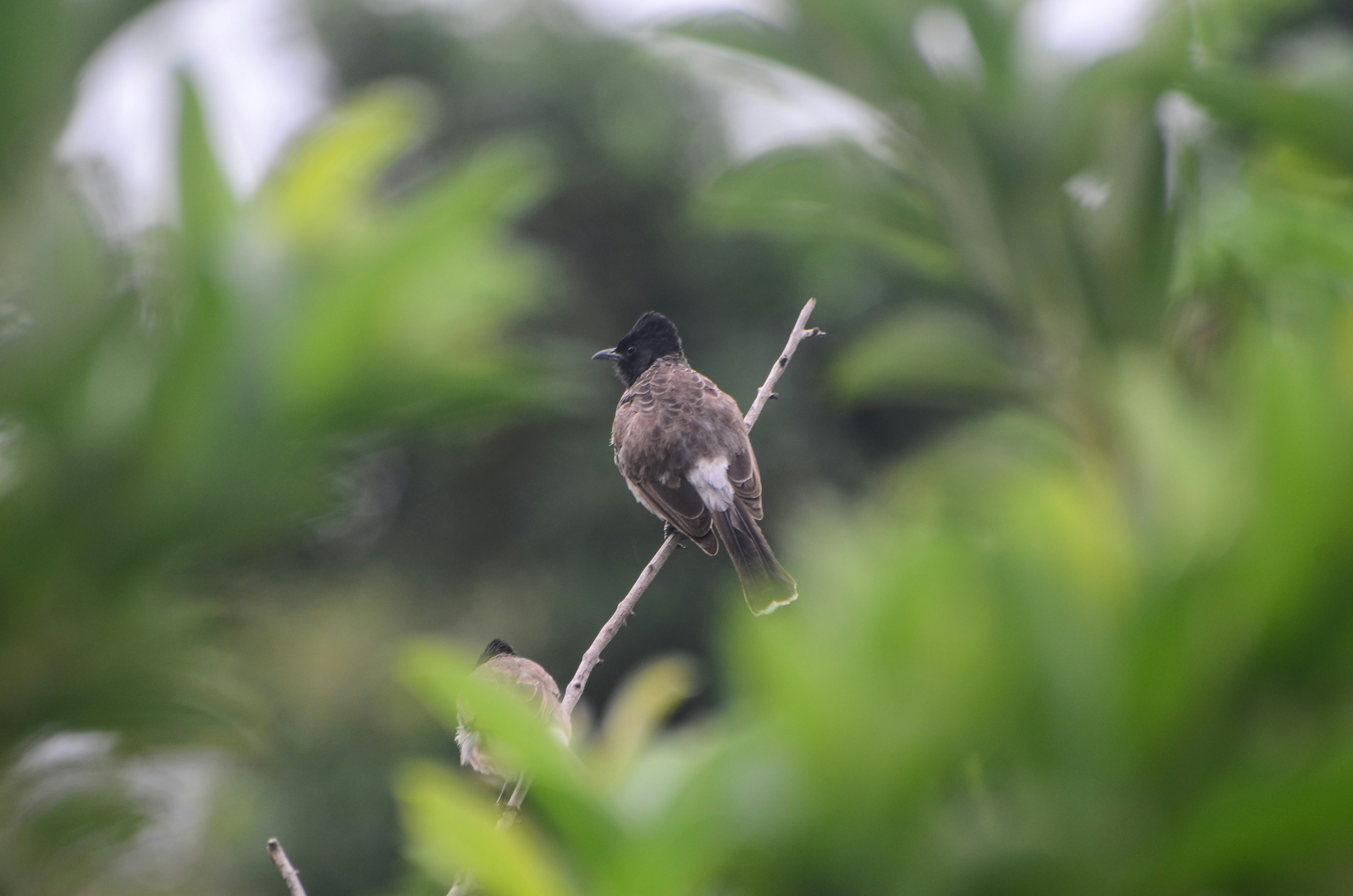 Photo by ramkumar810