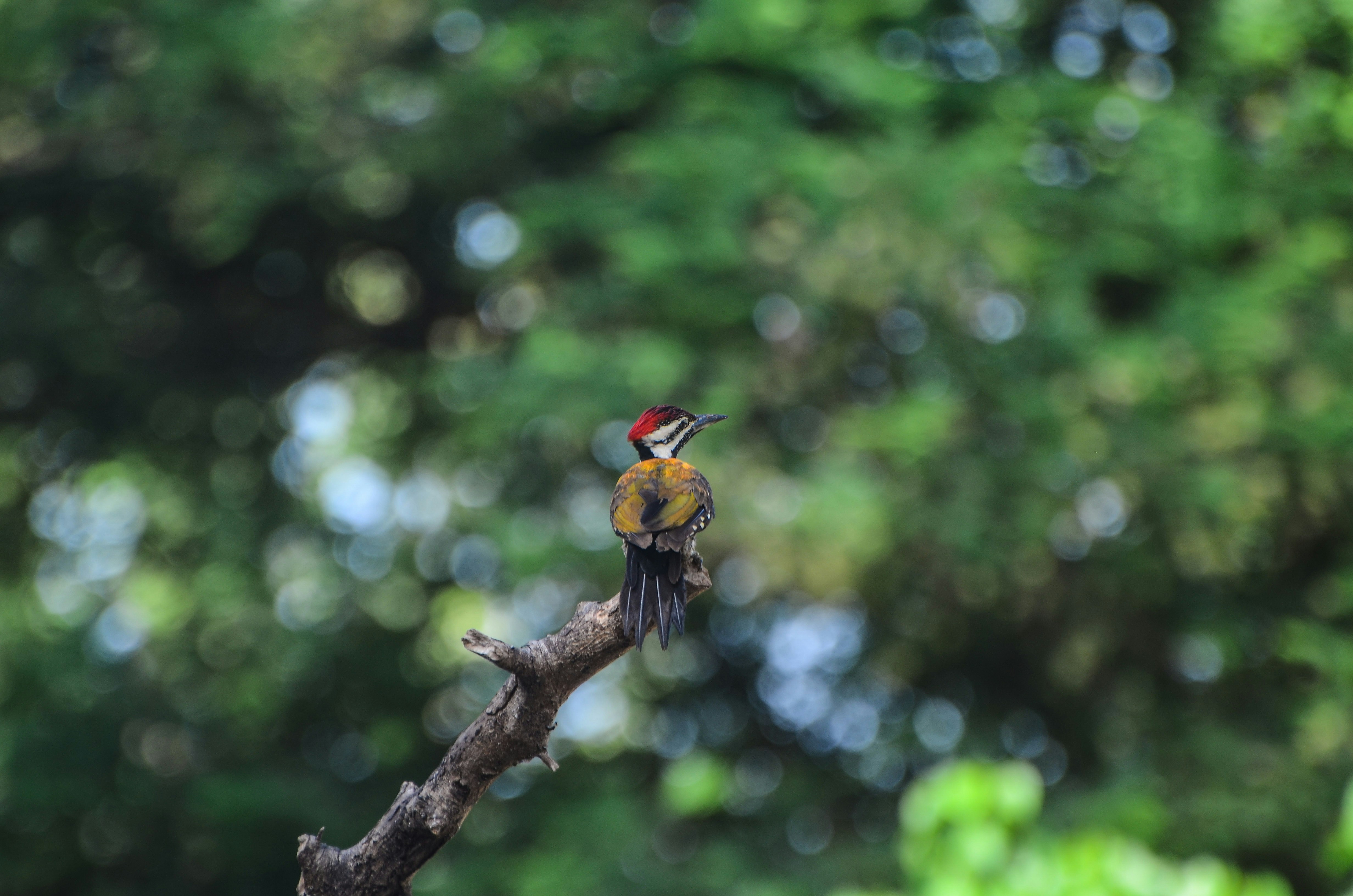 Photo by ramkumar810