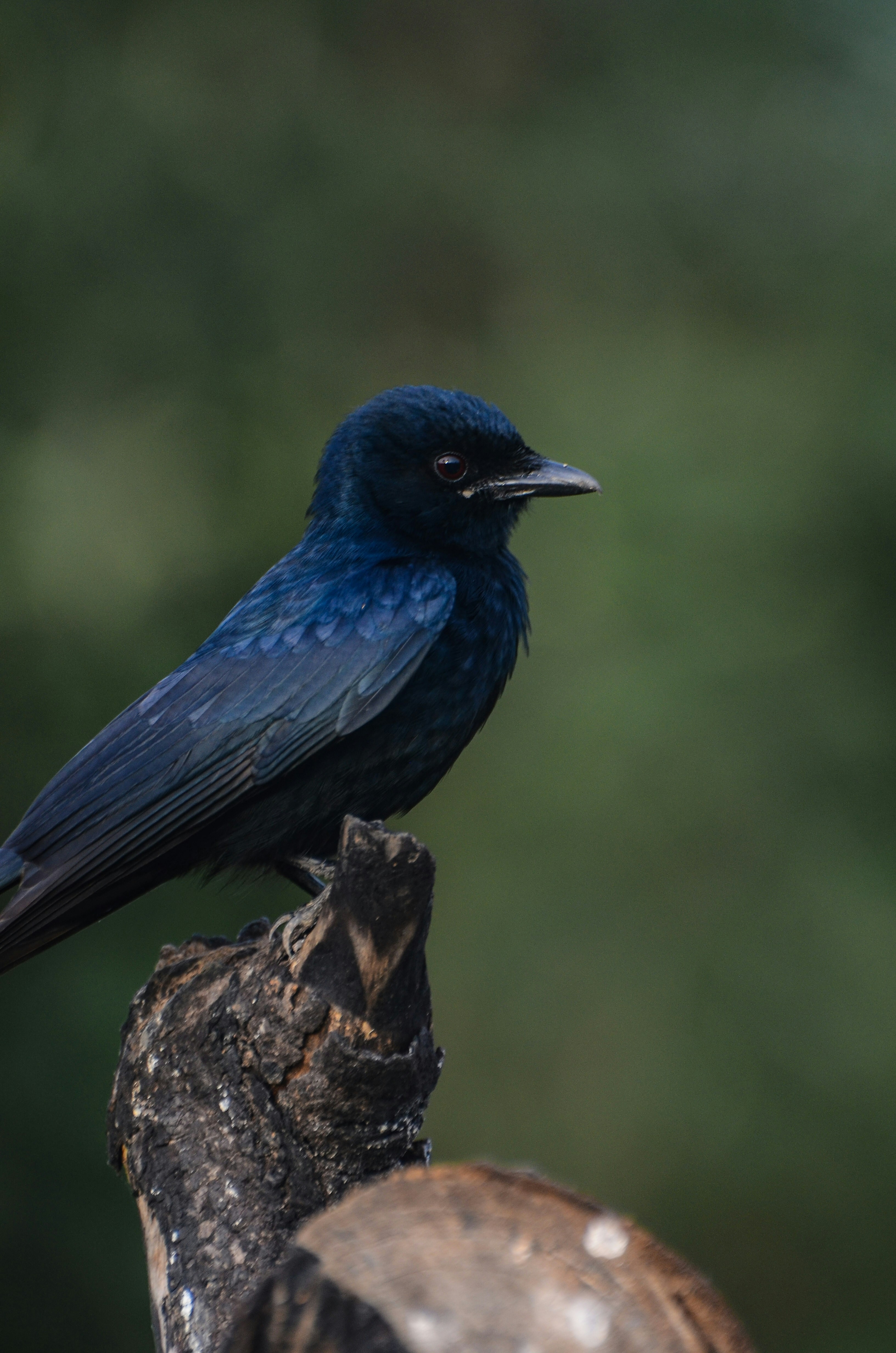 Photo by ramkumar810