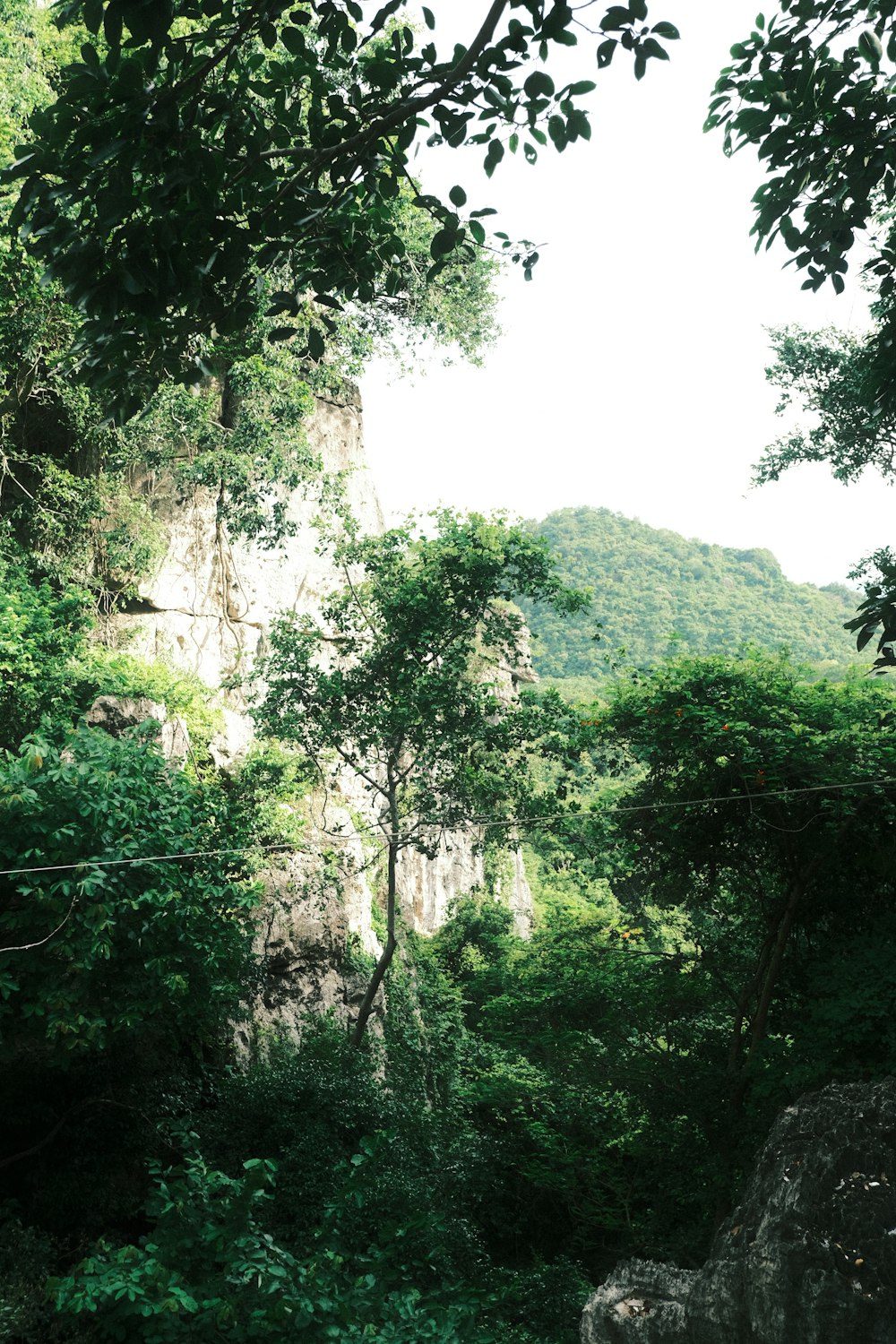 a lush green forest filled with lots of trees