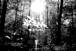 Outdoor portrait with high contrast shadows and sunlight filtering through trees.