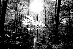 Outdoor portrait with high contrast shadows and sunlight filtering through trees.