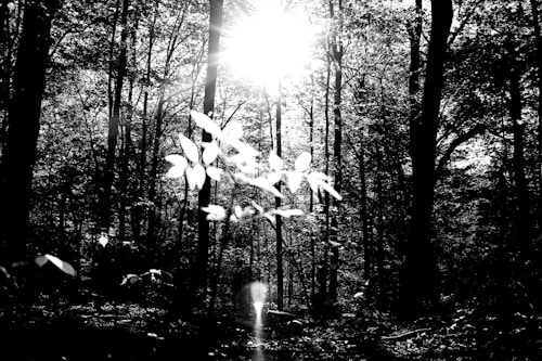 Sunlight streams through a dense forest, creating a high-contrast effect with bright highlights and deep shadows. Trees are silhouetted against the light, and the atmosphere feels tranquil yet dramatic.