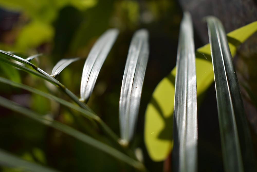 a close up of a plant with leaves