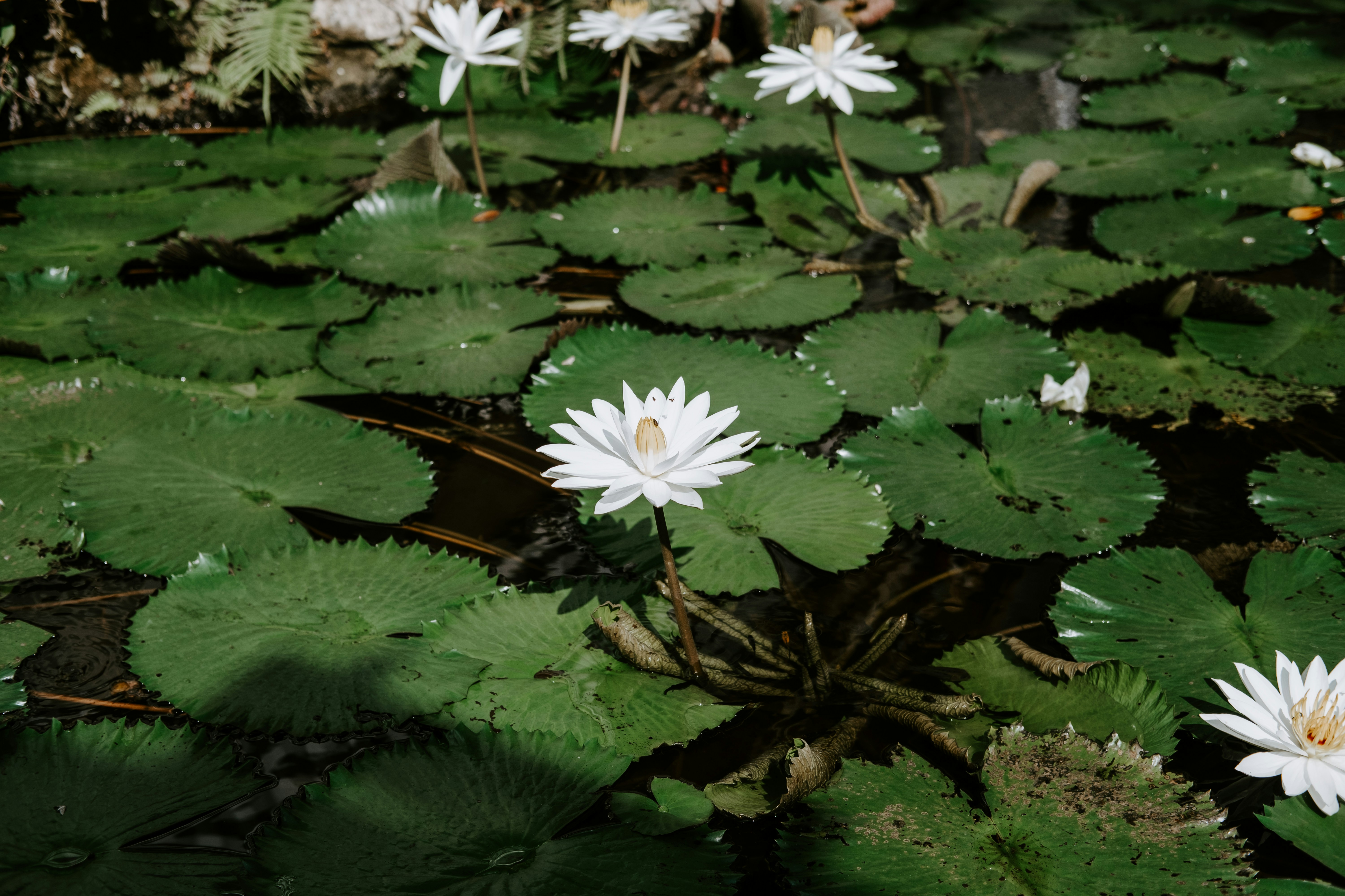 Photo by sudharmaputra