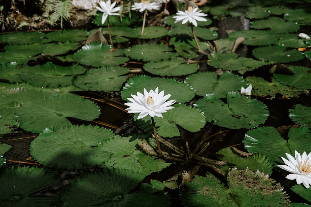a group of white water lilies in a pond
