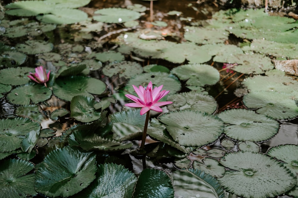 a pink flower sitting on top of a lush green field