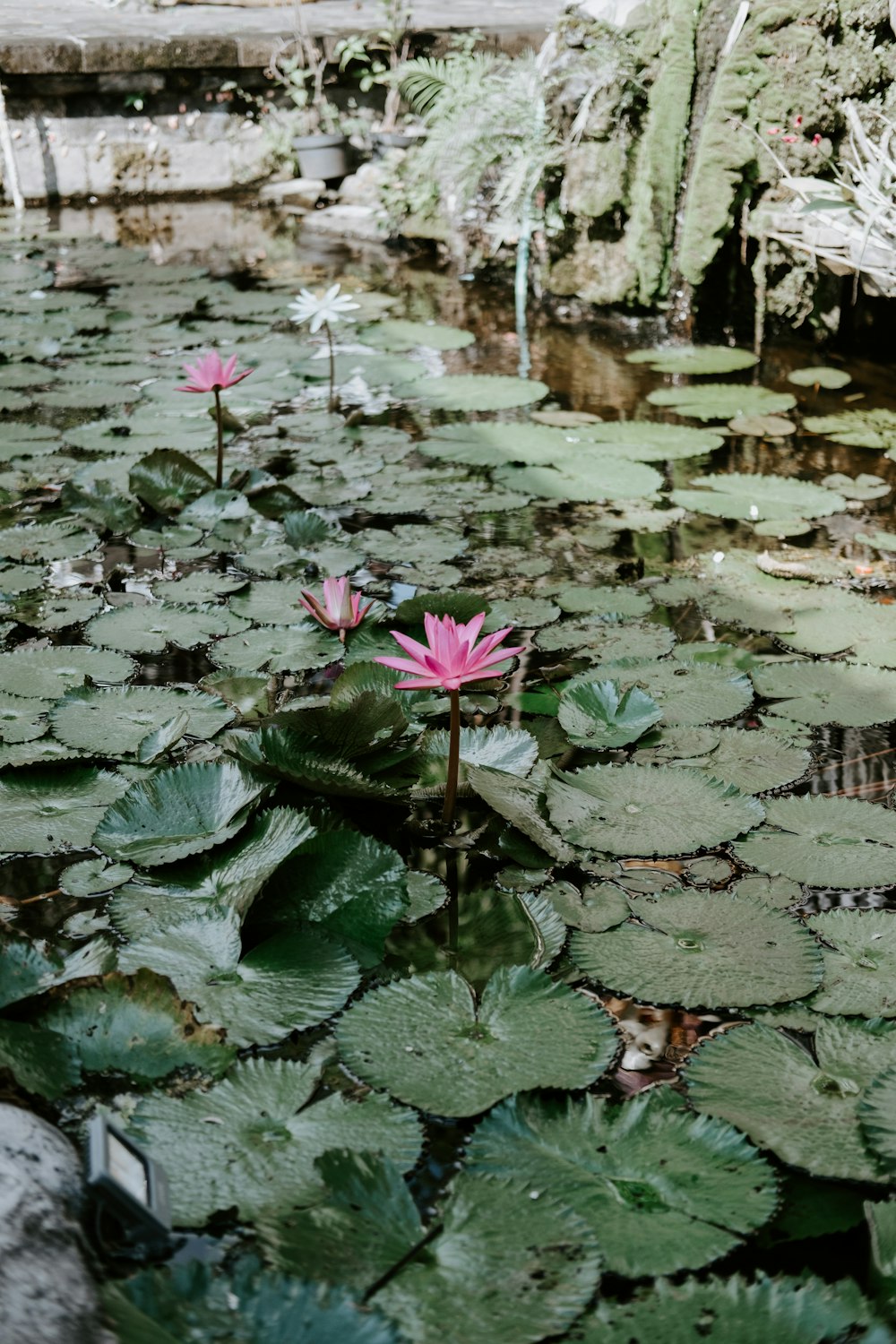 a pond filled with lots of water lilies