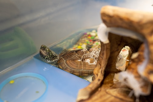 A small turtle with a patterned shell is in a clear enclosure, partially submerged in water. Colorful pebbles and a piece of driftwood are seen nearby, creating a natural habitat-like environment.