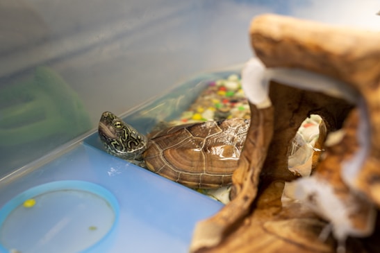 A small turtle with a patterned shell is in a clear enclosure, partially submerged in water. Colorful pebbles and a piece of driftwood are seen nearby, creating a natural habitat-like environment.