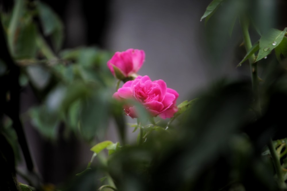 a pink rose is blooming in a bush